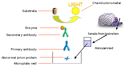 Diagram showing how Abbott/Enfer TSE test works.